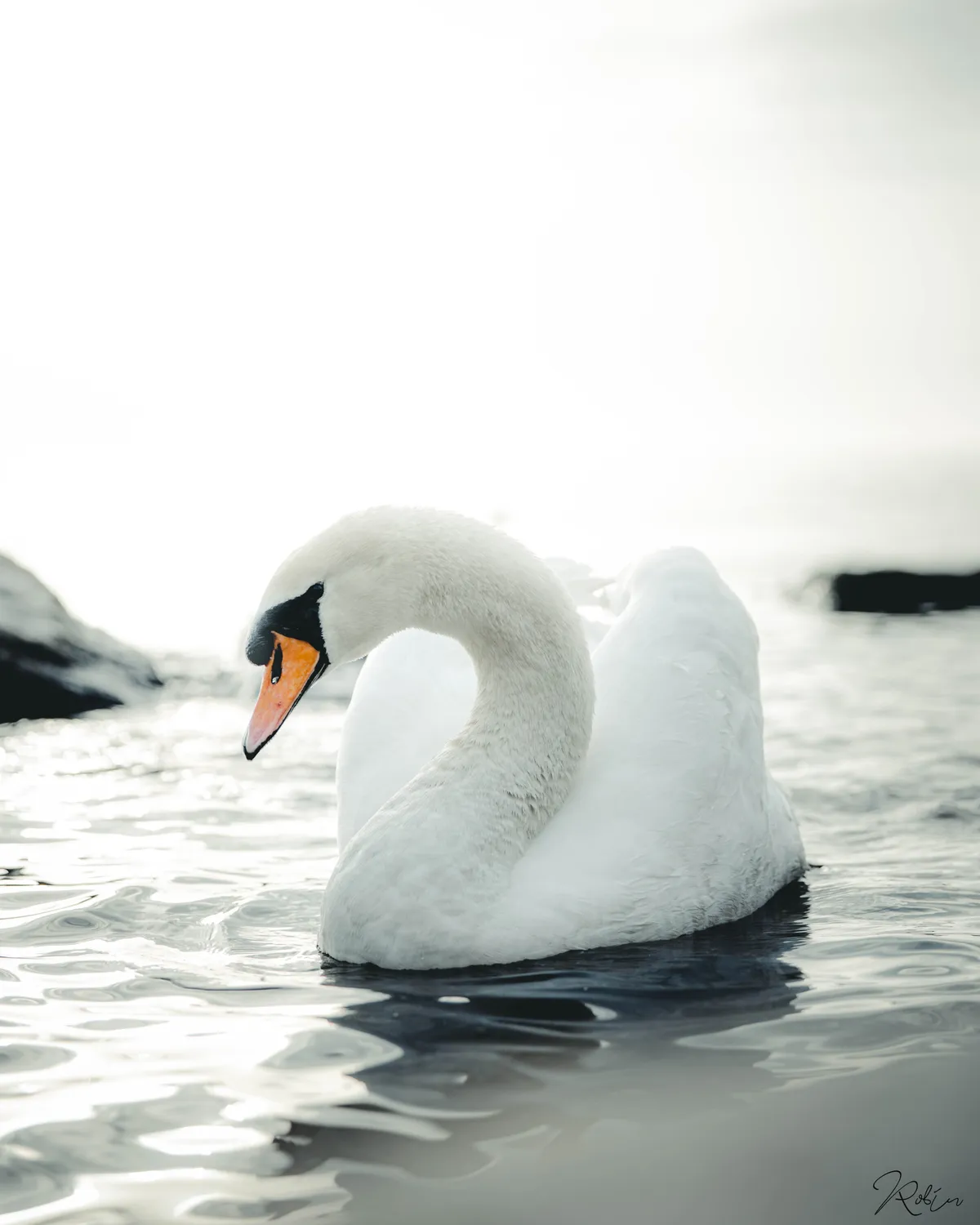 Summer Vibe — DSC01583