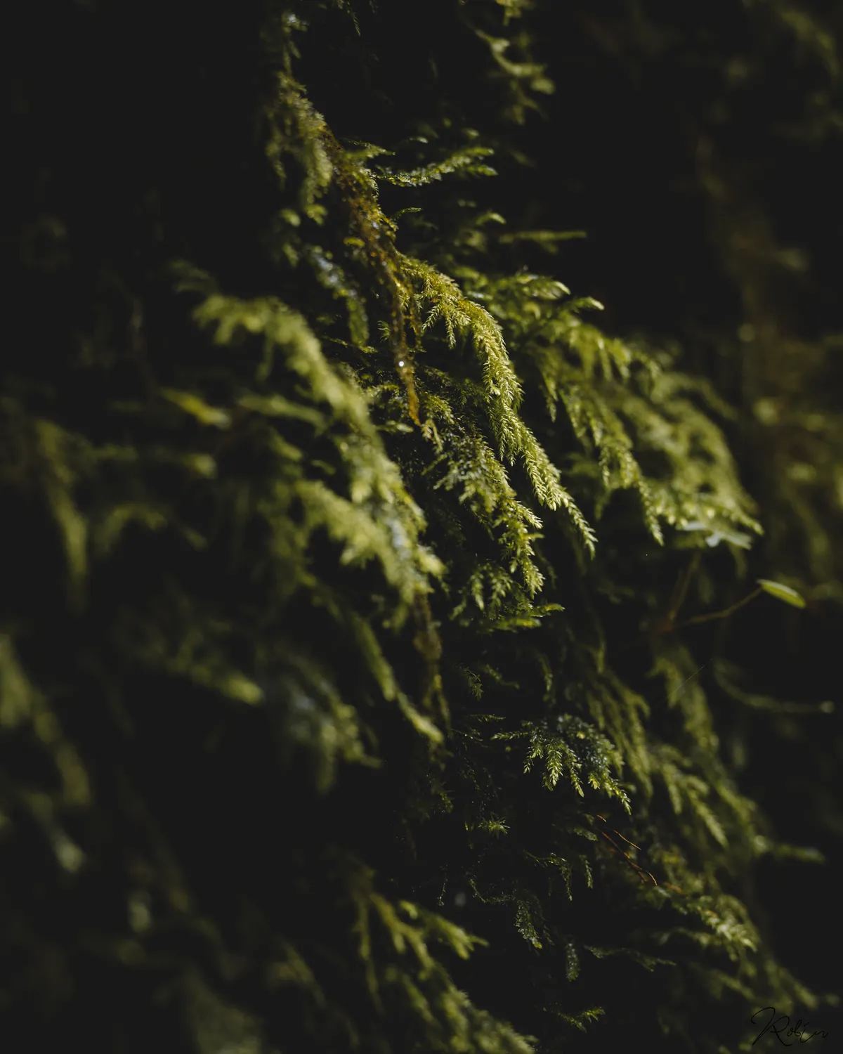 Mountain — DSC03740