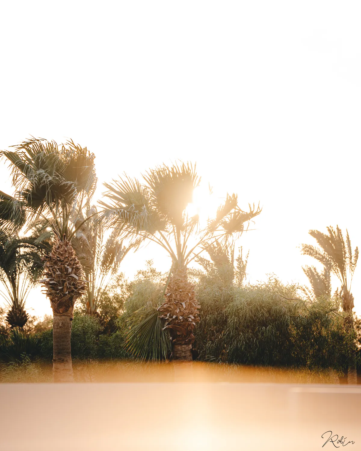 Summer Vibe — DSC04324