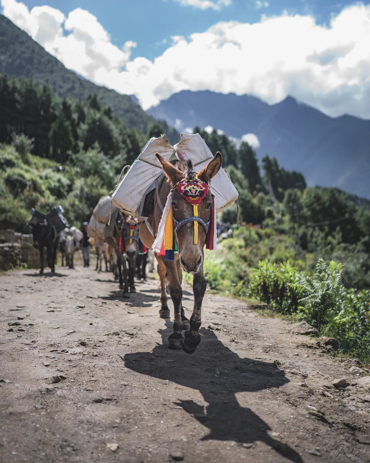 Nepal — DSC07477